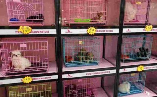 宠物店美团外卖怎么做