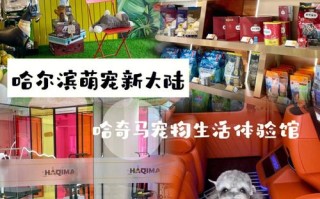 哈尔滨宠物市场搬到哪里了