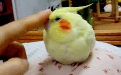 1.鹦鹉类