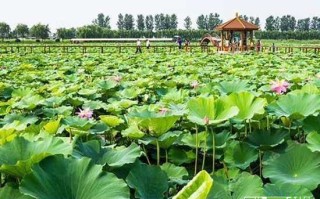 保定瀚海垂钓园电话