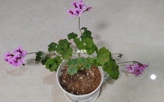 垂钓天竺葵勤花吗