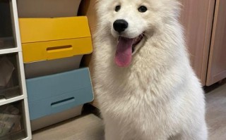 闸北宠物寄养