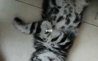 石家庄宠物猫养护指南