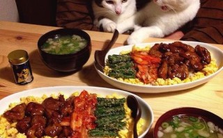 宠物河豚能活多久