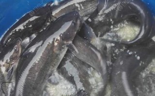 1.锦鲤