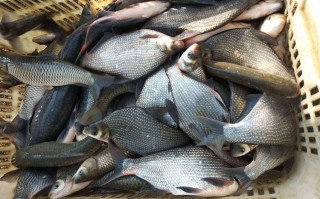 秋季嫩玉米大水库钓鳊鱼技巧