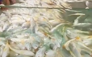 鱼有粘液的原因