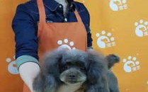 500元以内宠物