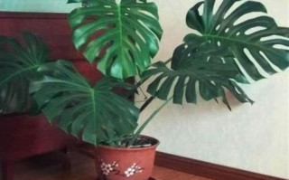 垂钓植物大全：叶子带绒毛