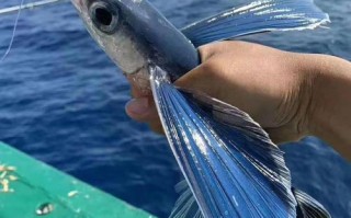深海垂钓高手风属什么动物