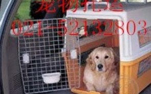 宿迁托运狗狗的快递公司