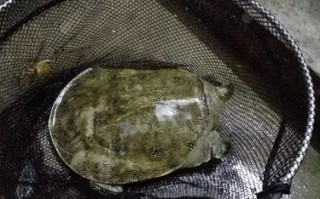 台湾钓法钓组图解