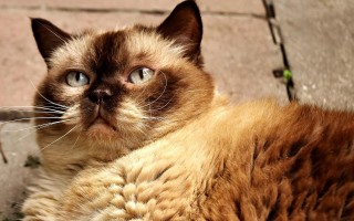 猫的世界，深入了解这些毛茸茸的朋友