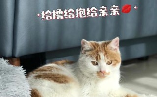 无锡宠物领养中心地址