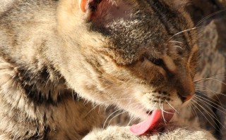 猫的神秘世界，从家猫到野猫的百科全书