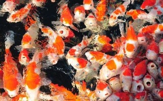 淮北市垂钓产业发展潜力和前景解析
