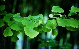 选择适合宠物的浅绿色壁纸
