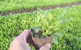 天津垂钓牵牛杯苗的获取