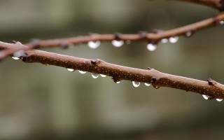 西湖边一棵五百年的古樟树被撞断，该如何赔偿？
