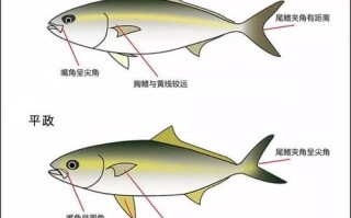 鳎目鱼是巴沙鱼吗