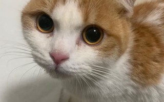 永康宠物猫领养指南
