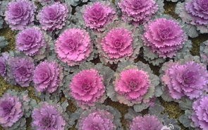 紫色垂钓的花是什么