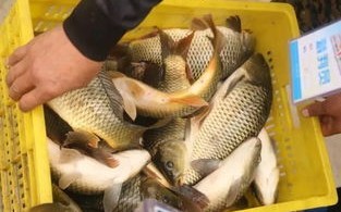 成都钓鱼地点