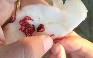 钓鱼红色虫子