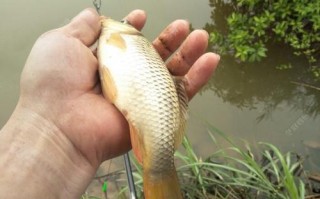 钓鲸鱼的视频