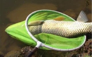 海南水库钓鱼用什么饵