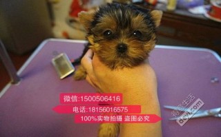 买一只宠物狗多少钱