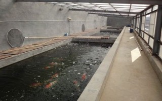 锦鲤可以在池塘里养吗