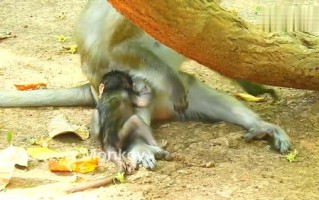 一、合法养猴