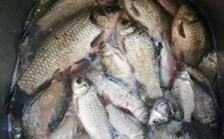 夏季垂钓鲫鱼技巧