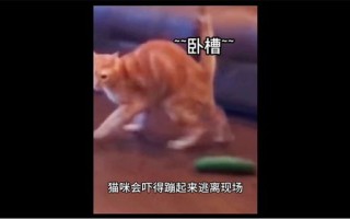 猫为什么怕黄瓜的搞笑视频