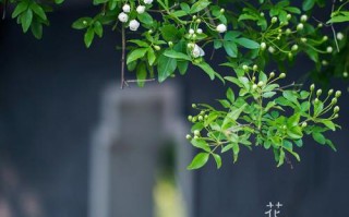 春日摄影大赛主题有哪些