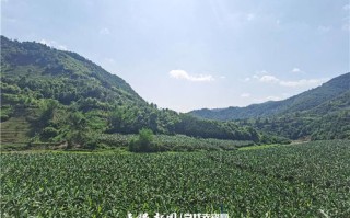 册亨县香蕉大数据园地址