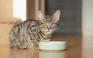 宠物猫的饮食指南