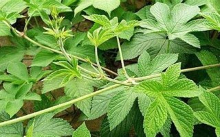 有哪些诗句适合用来取名字