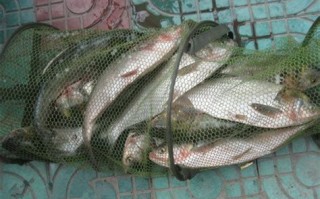 附近哪里可以钓鲢鳙