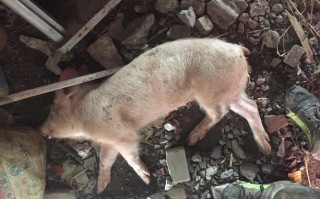 1.提供适合的居住环境