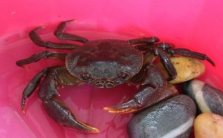 螃蟹吃什么食物家养宠物