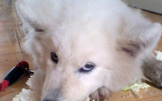 狗狗吃什么蔬菜对皮肤好