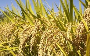 稻米产量前景乐观印度考虑放宽大米出口限制