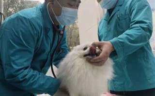 宠物生化检查费用参考