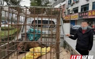 宿舍养宠物被发现怎么办