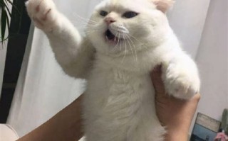 抱宠物的头像