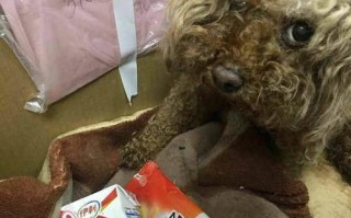 西安大妈宠物医院：为您的宠物健康保驾护航