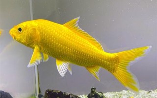 扶余市最大宠物医院哪家