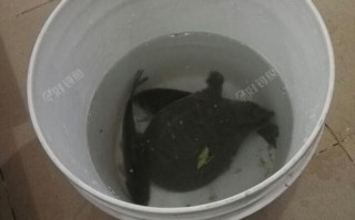 鲤鱼甲鱼混养怎么垂钓好